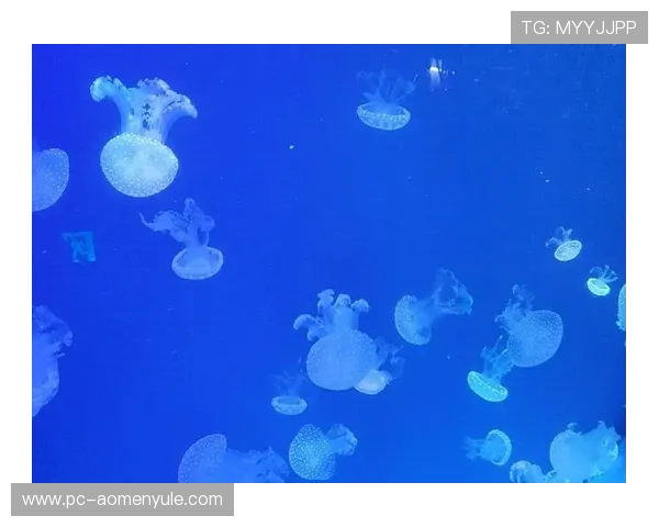 海洋之神国际版：全新版本带你领略海底奇观与神秘生物